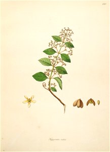Reissantia indica Roxburgh 1798 2-130