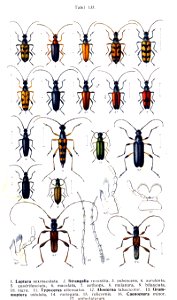 Reitter-1912 bugs3133