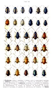 Reitter-1912 bugs3149