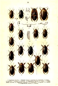 Reitter Rhantus u. a.