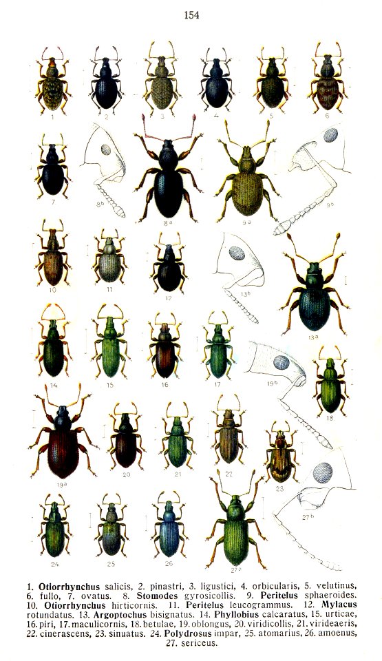 Reitter-1916-plate154