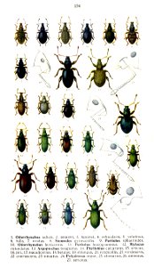 Reitter-1916-plate154