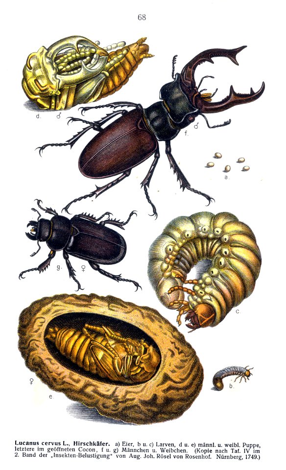 Reitter lucanus cervus