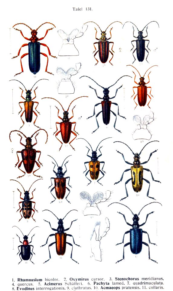 Reitter-1912 bugs3131