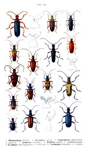 Reitter-1912 bugs3131