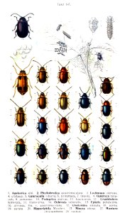 Reitter-1912 bugs3147