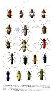 Reitter-1912 bugs3139