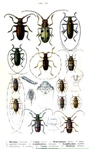 Reitter-1912 bugs3138