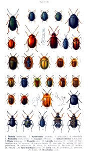 Reitter-1912 bugs3150