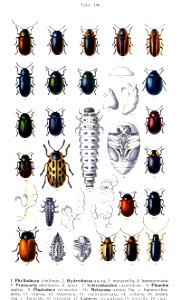 Reitter-1912 bugs3146