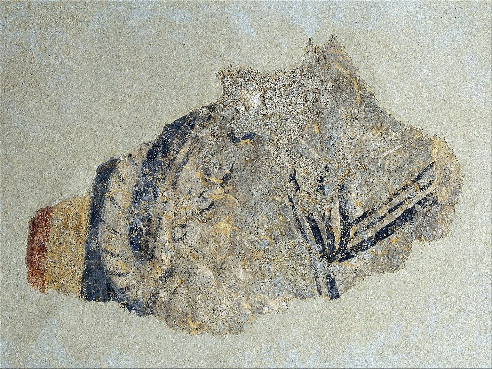 Remains of a quadruped from Sant Joan de Boí - Google Art Project (592621)