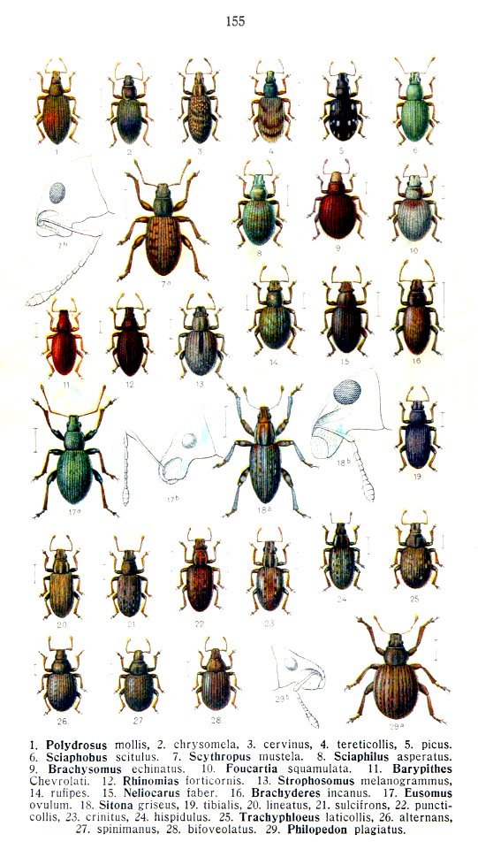 Reitter-1916-plate155