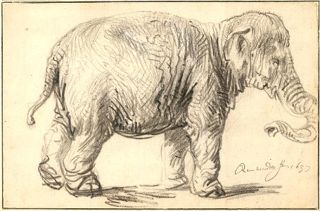 Rembrandt Harmenszoon van Rijn - An Elephant, 1637 - Google Art Project. Free illustration for personal and commercial use.