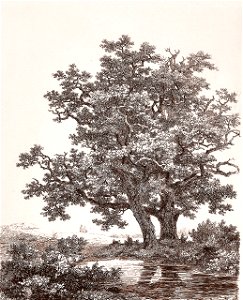 Remigius Adrianus van Haanen 065 (39740395634)