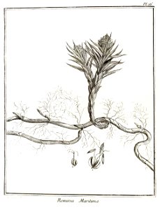Remirea maritima Aublet 1775 pl 16