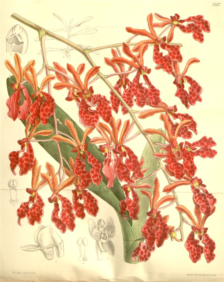 Renanthera storiei
