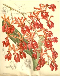 Renanthera storiei. Free illustration for personal and commercial use.