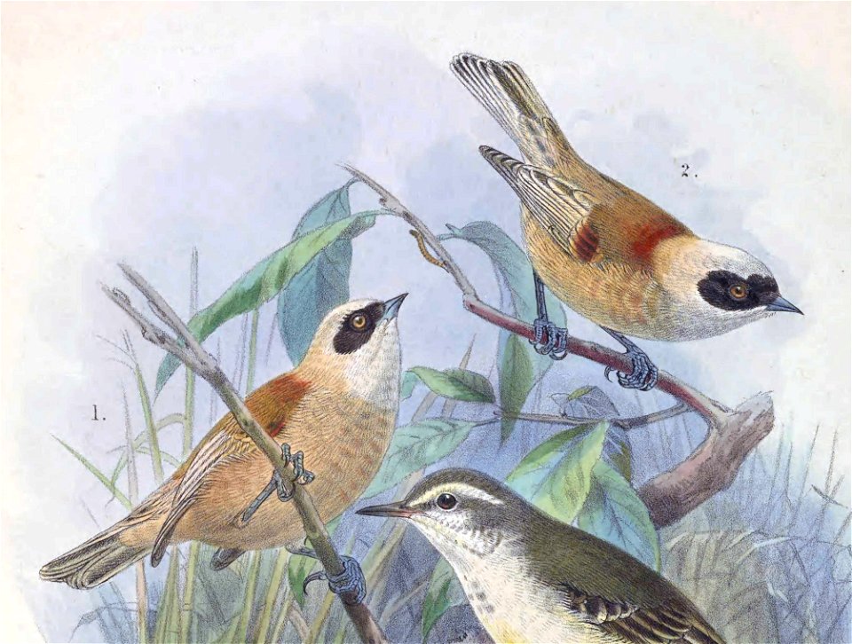 Remiz coronatus stoliczkae 1889