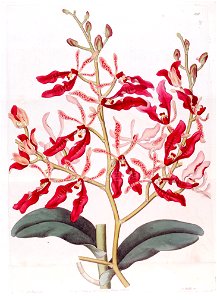 Renanthera coccinea - Bot. Reg. 14 pl. 1131 (1828)