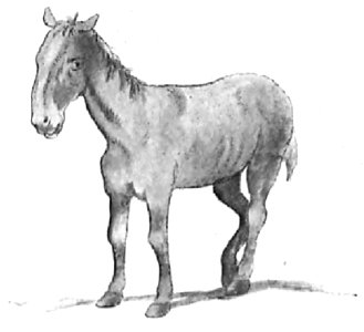 Renard - Histoires naturelles, 1909-51-2