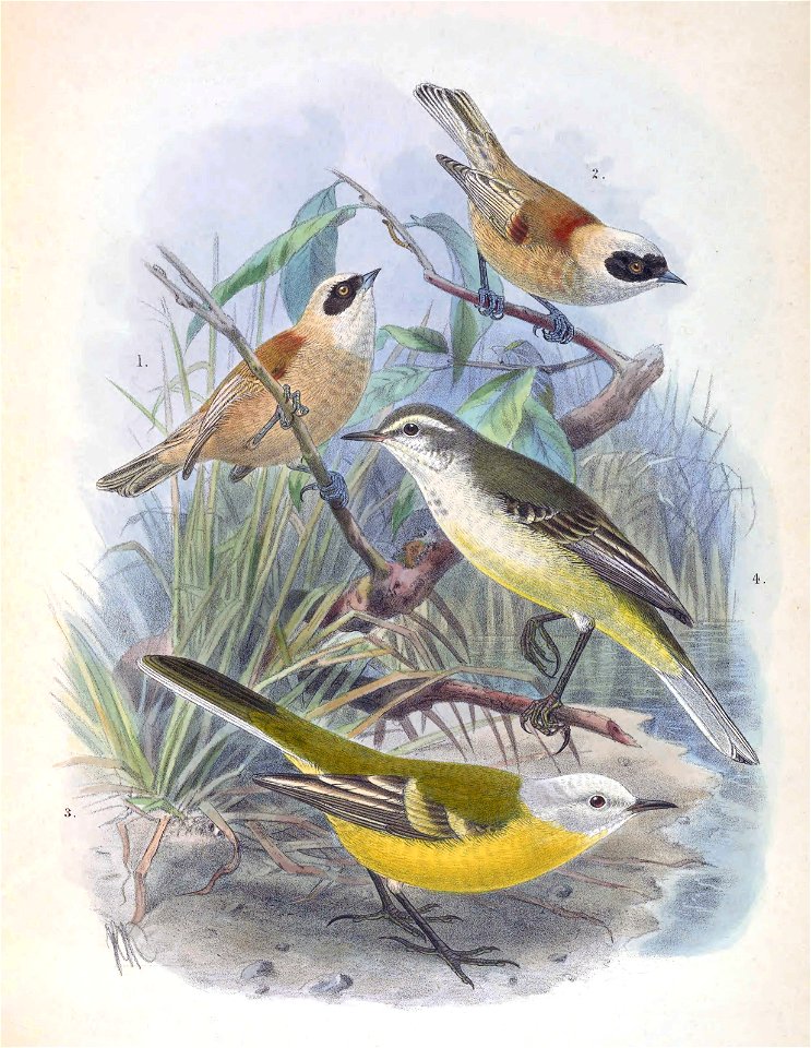 Remiz coronatus stoliczkae & Motacilla flava leucocephala 1889