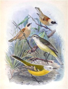 Remiz coronatus stoliczkae & Motacilla flava leucocephala 1889