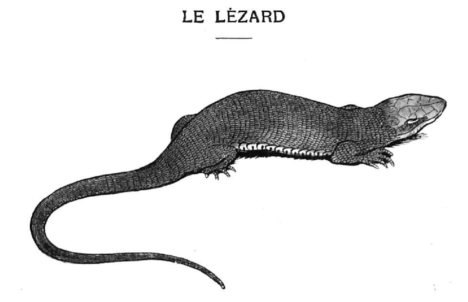 Renard - Histoires naturelles, 1909-63-1