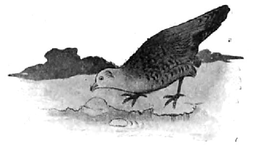 Renard - Histoires naturelles, 1909 (page 74 crop-2)