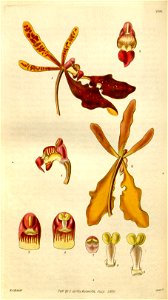 Renanthera coccinea - details - Curtis' 57 (NS 4) pl. 2998 (1830)