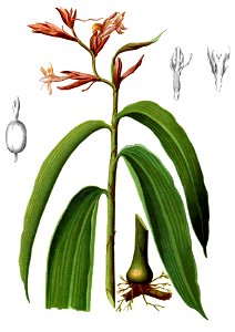 Renealmia alpinia Blanco1.1-cropped