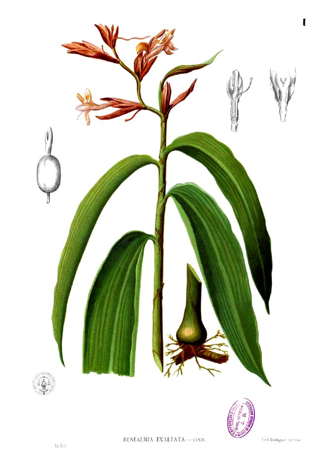 Renealmia alpinia Blanco1.1