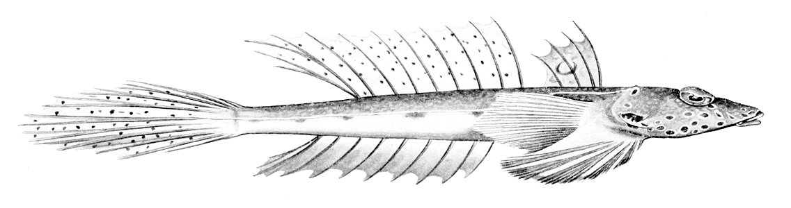 Repomucenus calcaratus