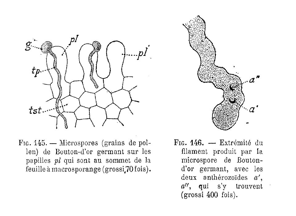 Renoncule - germination de pollen