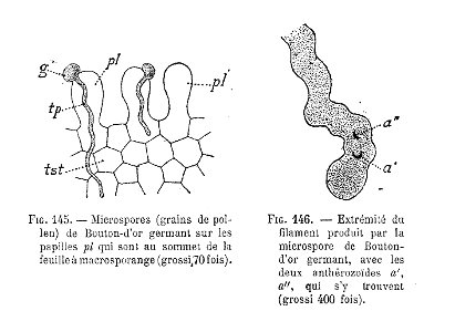 Renoncule - germination de pollen