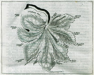 Representation of Peloponnese as a leaf The most important gulf and capes are noted - Dapper Olfert - 1688