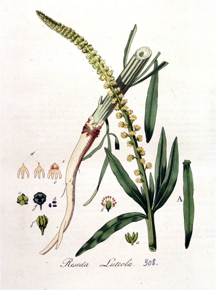 Reseda luteola — Flora Batava — Volume v4