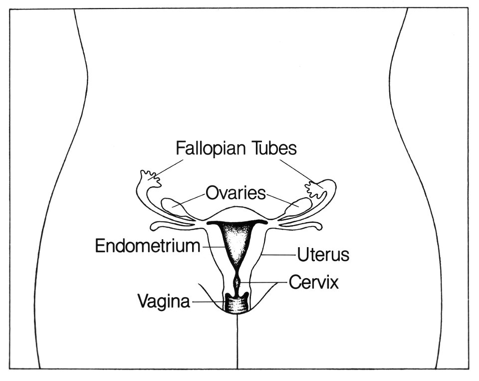 Reproductive (female)