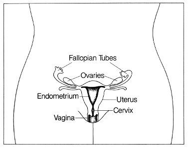 Reproductive (female)