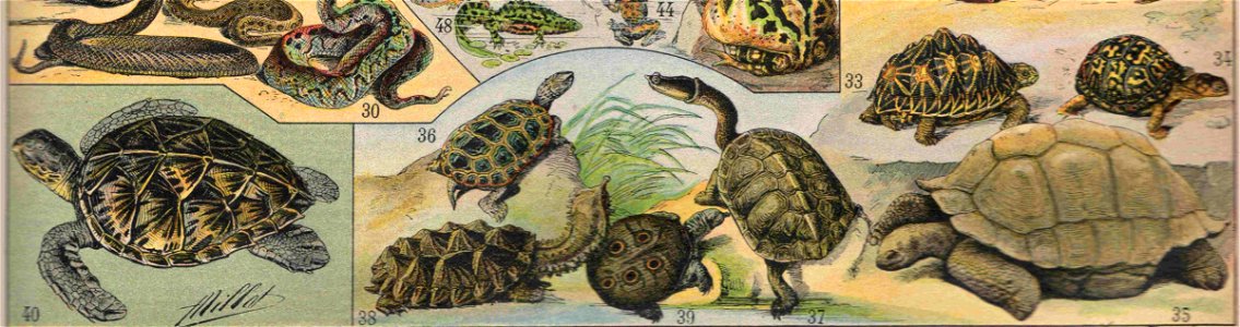 Reptile003d (cropped)
