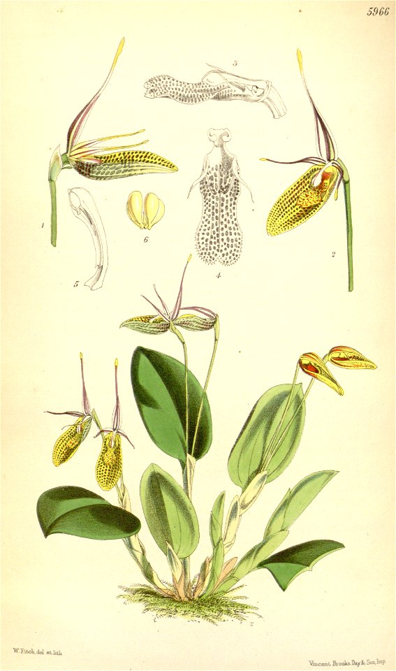 Restrepia elegans - Curtis' 98 (Ser. 3 no. 28) pl. 5966 (1872)