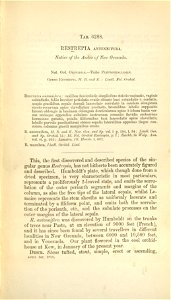 Restrepia antennifera - description page - Curtis' 103 (Ser. 3 no. 33) pl 6288 (1877)