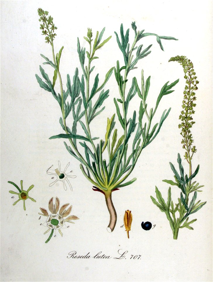 Reseda lutea — Flora Batava — Volume v9