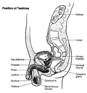 Reproductive (male)