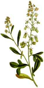 Reseda odorata 1787