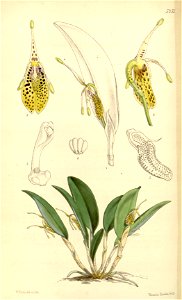 Restrepia muscifera (as Restrepia lansbergii Hook) - Curtis' 87 (Ser. 3 no. 17) pl. 5257 (1861)