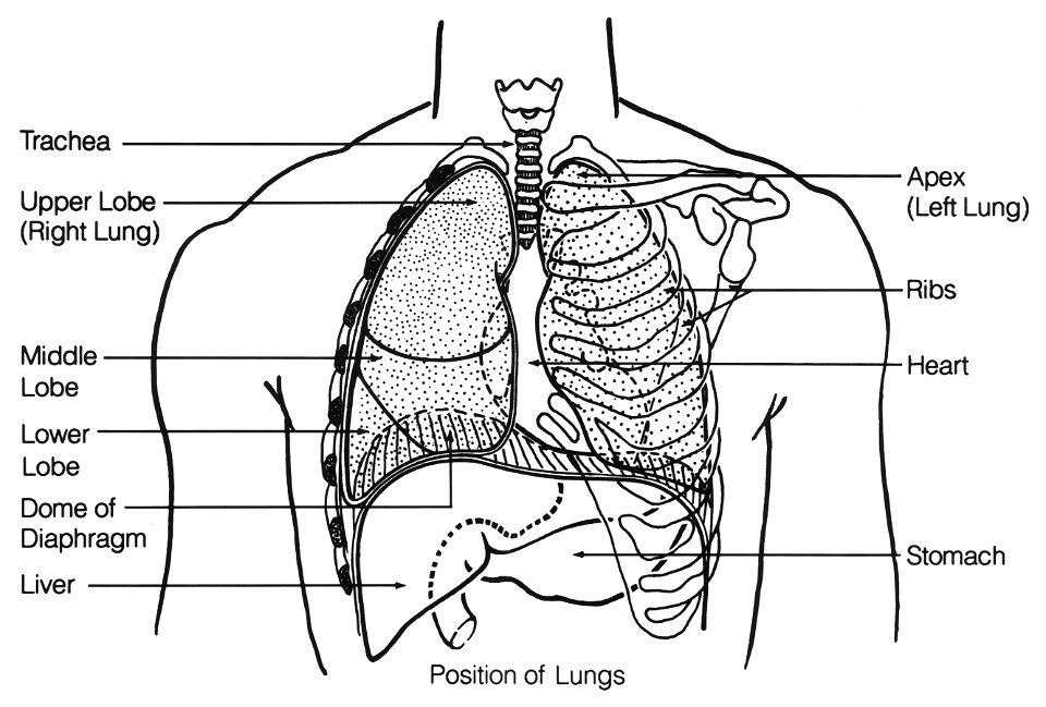 Respiratory system (chest) - Free Stock Illustrations | Creazilla