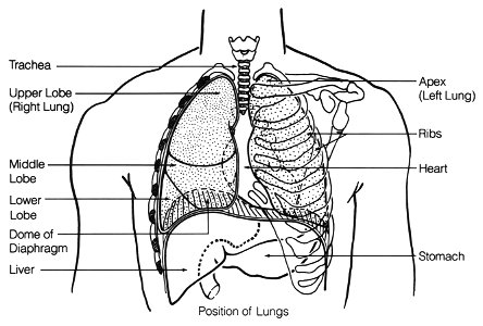 Respiratory system (chest)