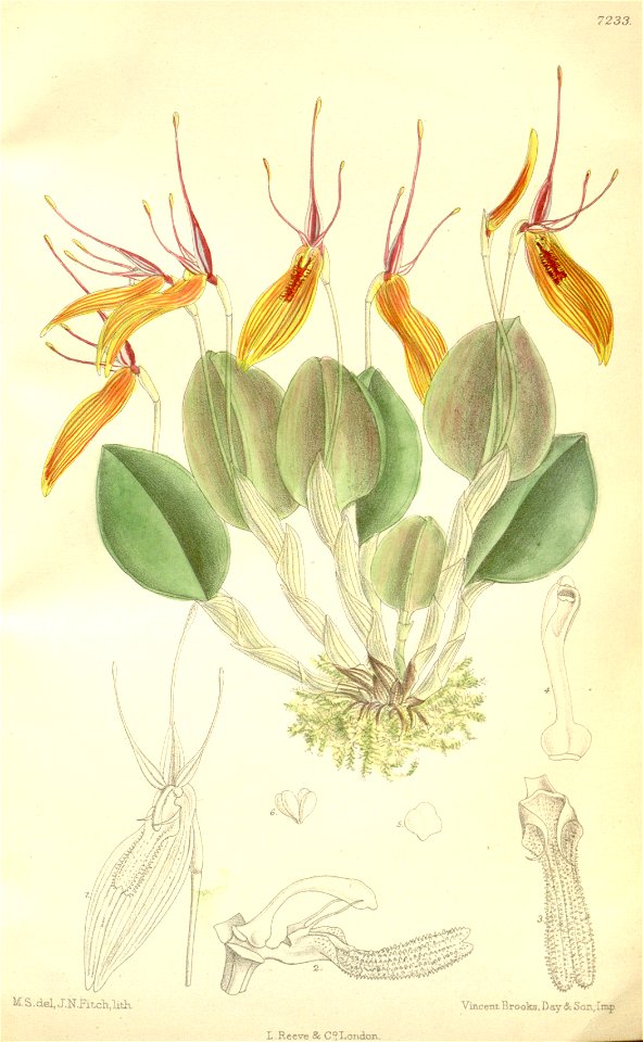 Restrepia brachypus (as Restrepia striata) - Curtis' 118 (Ser. 3 no. 48) pl. 7233 (1892)