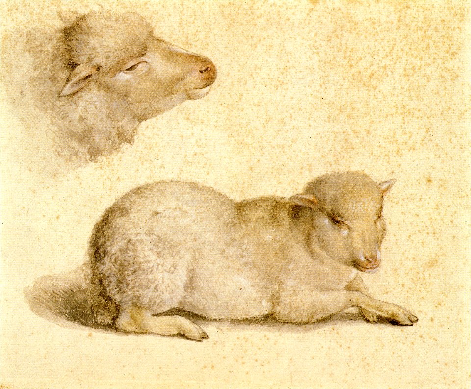 Resting Lamb and Head of a Lamb, by Hans Holbein the Younger
