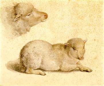 Resting Lamb and Head of a Lamb, by Hans Holbein the Younger. Free illustration for personal and commercial use.